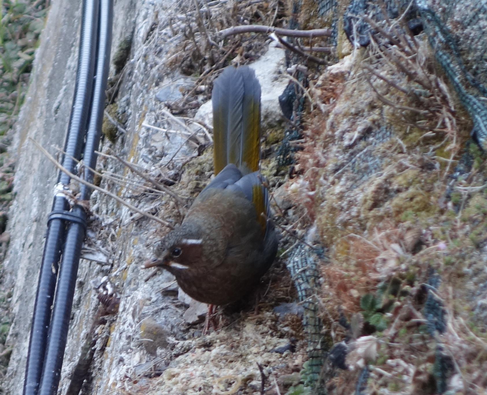 White-whiskered Laughingthrush