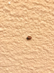 Coccinella septempunctata