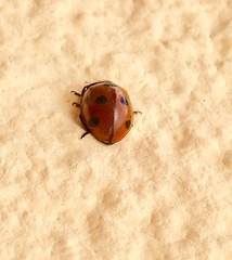 Coccinella septempunctata