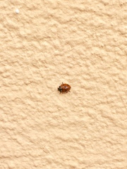 Coccinella septempunctata