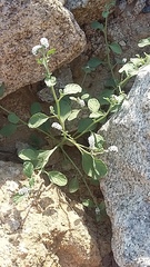 Heliotropium europaeum