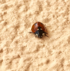 Coccinella septempunctata