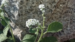 Heliotropium europaeum