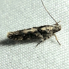 Telphusa perspicua