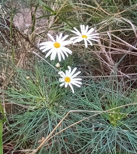 Argyranthemum gracile, photograph 4