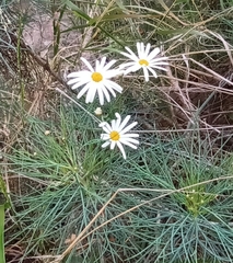 author not stated, no rights reserved Argyranthemum gracile, photograph author not stated, no rights reserved