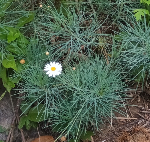 Argyranthemum gracile, photograph 5