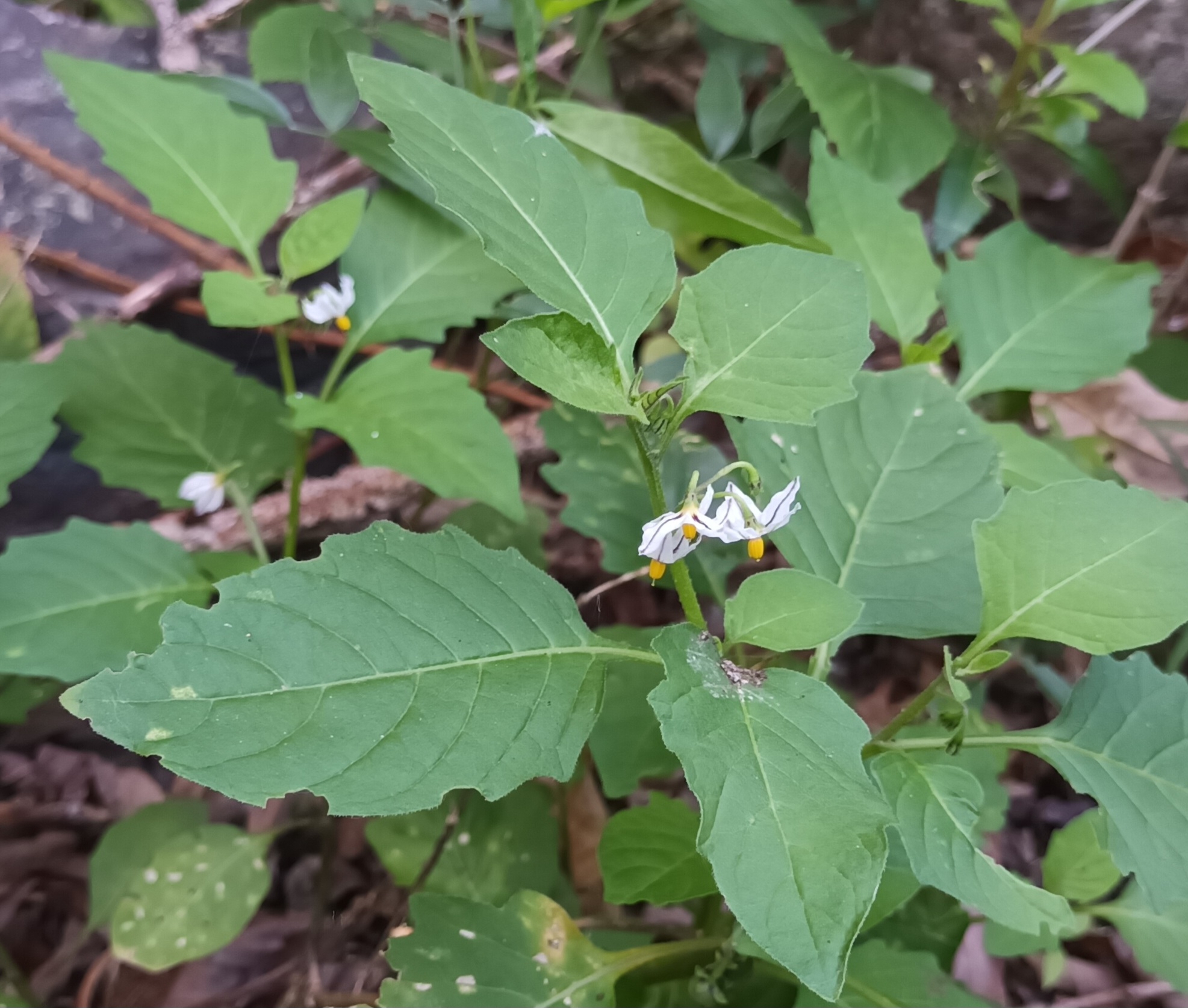 Solanum villosum