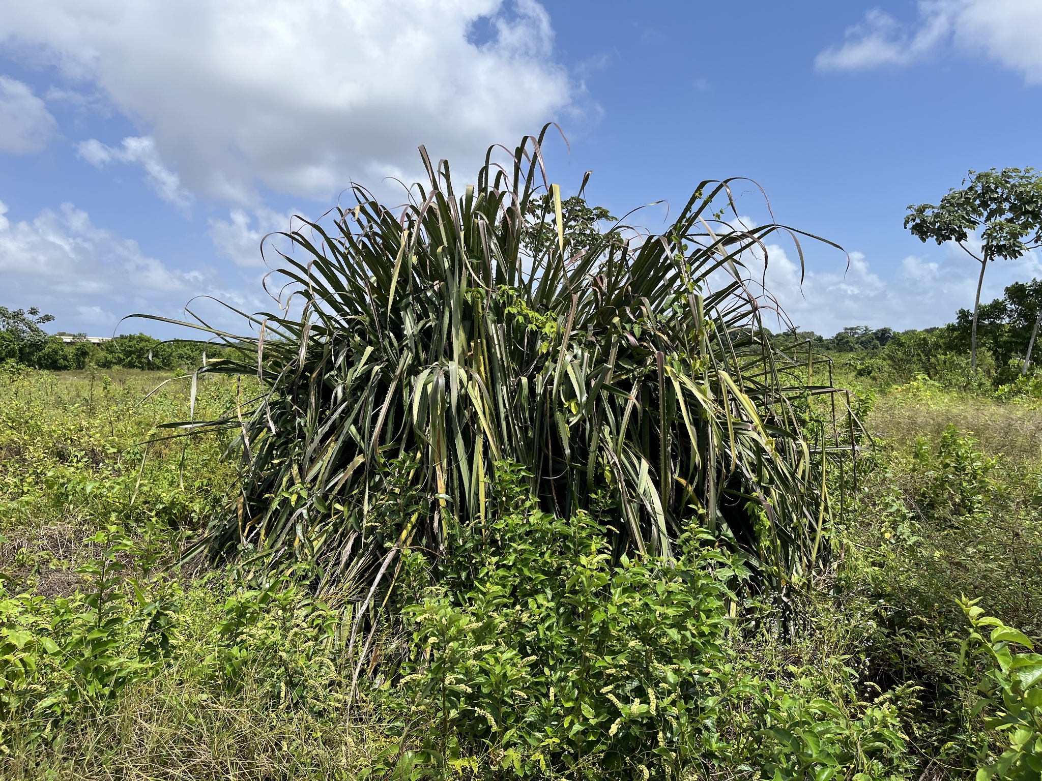 Imagem de Caraguatá