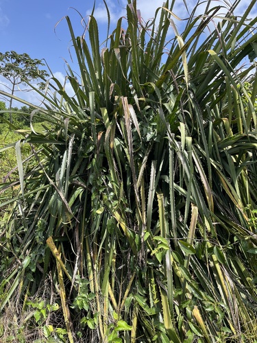 Foto de Caraguatá