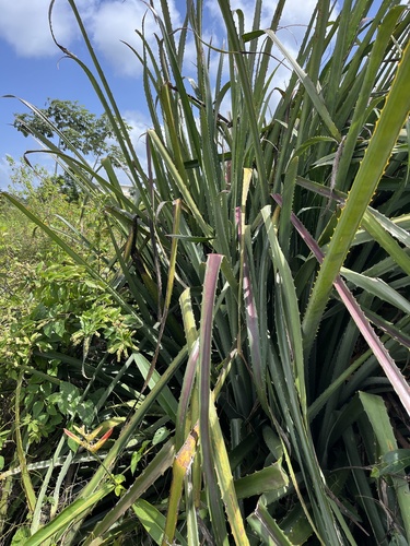 Foto de Caraguatá