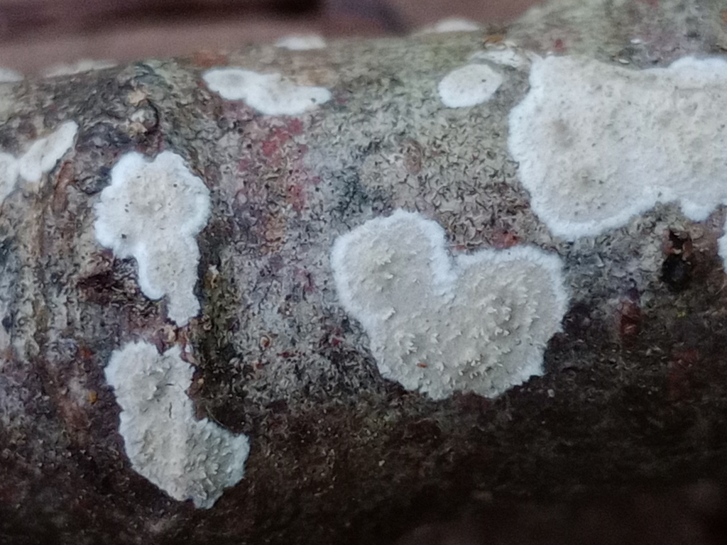 Eichleriella shaerii