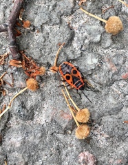Pyrrhocoris apterus
