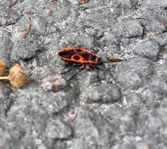 Pyrrhocoris apterus