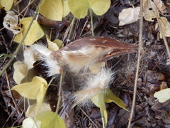 Matelea cynanchoides
