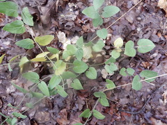 Matelea cynanchoides