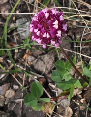 Trifolium burchellianum, photograph (c) desertnaturalist, some rights reserved (CC BY)