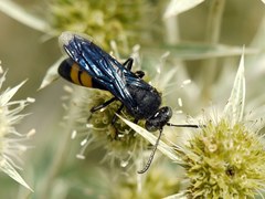 Stizoides tridentatus