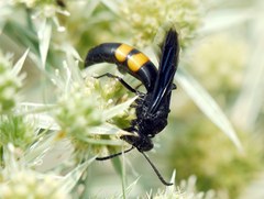 Stizoides tridentatus