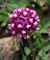 Trifolium burchellianum, photograph (c) desertnaturalist, some rights reserved (CC BY)