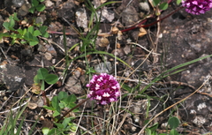 Trifolium burchellianum, photograph (c) desertnaturalist, some rights reserved (CC BY)