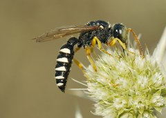 Cerceris tuberculata