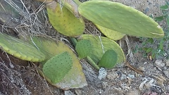 Opuntia ficus-indica