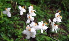 Tripogandra grandiflora