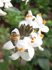 Tripogandra grandiflora