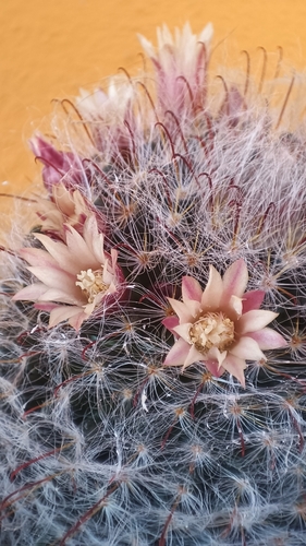 Foto de Mammillaria bocasana é conhecida popularmente como "Cacto-pulga"