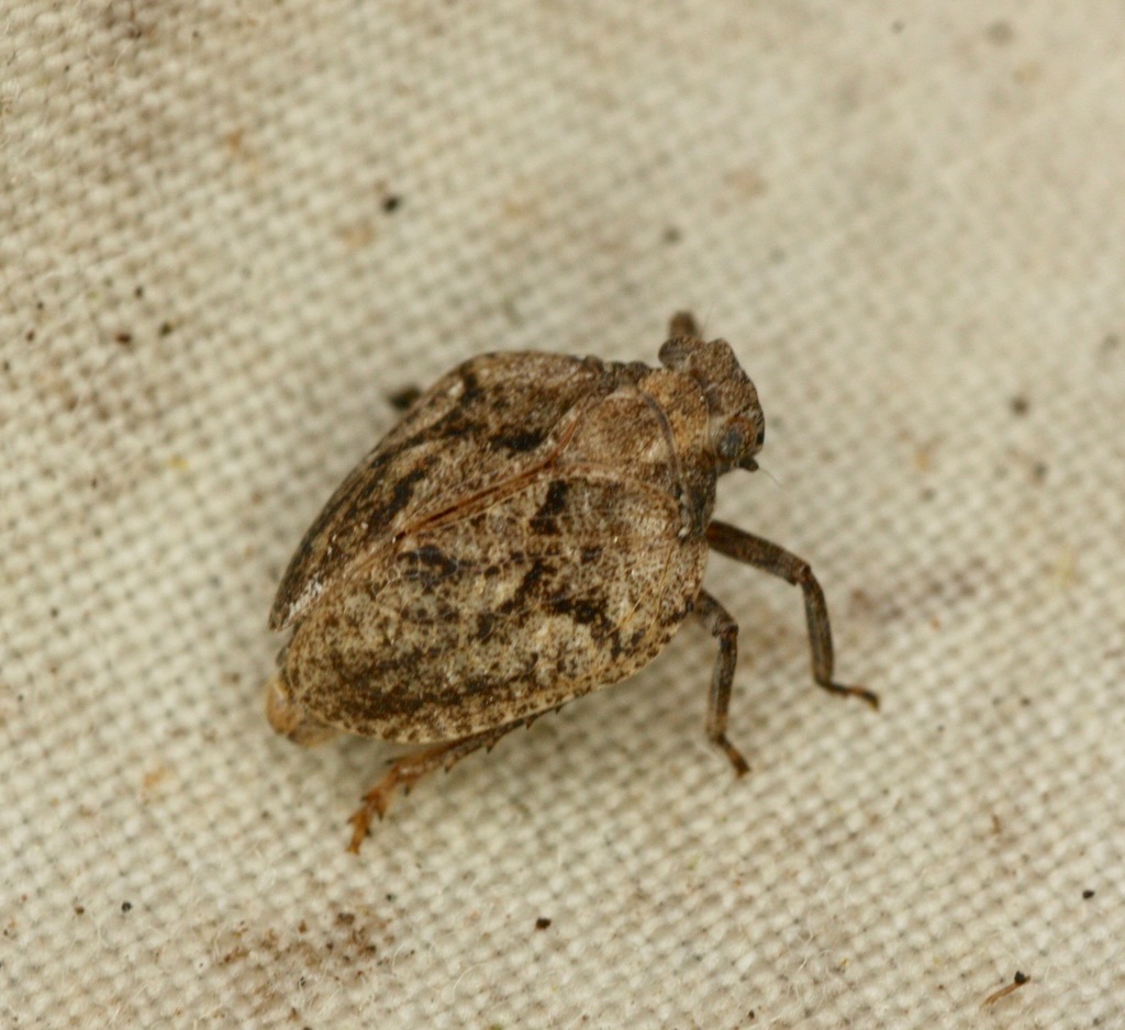Traxus fulvus