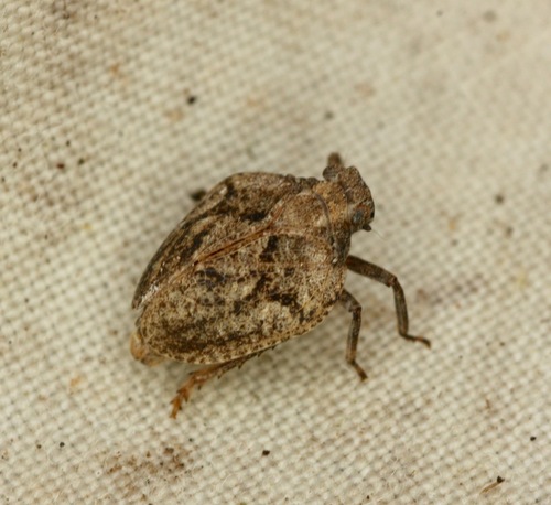 Traxus fulvus