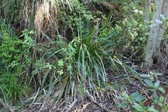 Machaerina sinclairii