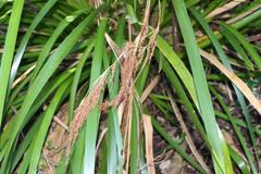 Machaerina sinclairii