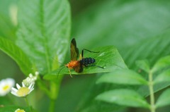 Holcojoppa bicolor