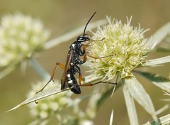 Cryptocheilus variabilis