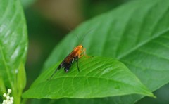 Holcojoppa bicolor