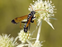 Parabatozonus lacerticida