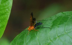 Holcojoppa bicolor