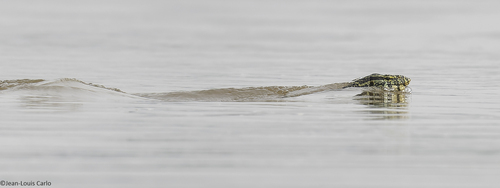 Nile Monitor