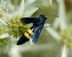 Stizoides tridentatus
