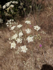 Perideridia kelloggii