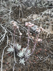 Dudleya attenuata attenuata