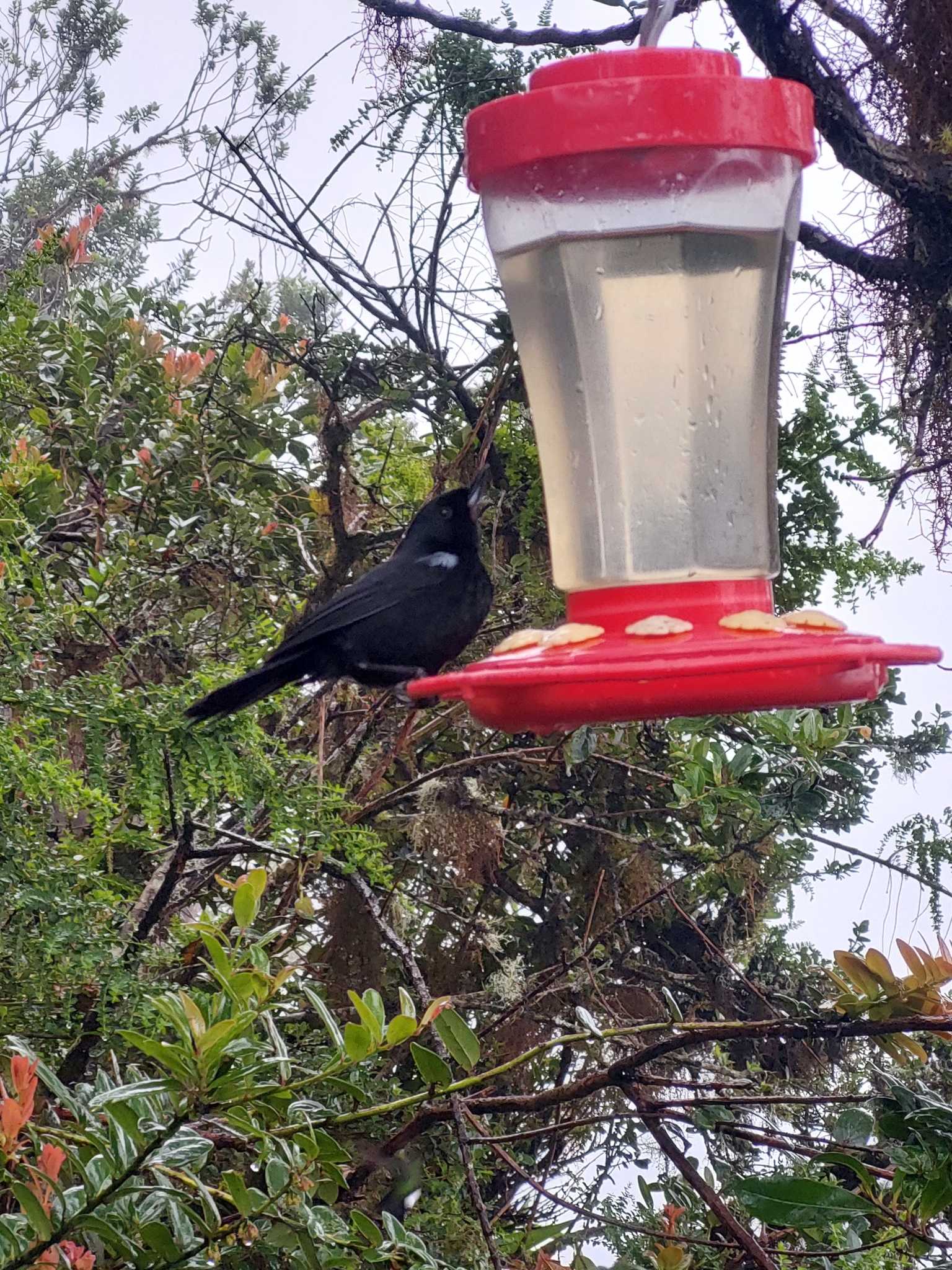 Glossy Flowerpiercer (Diglossa lafresnayii), photo 8