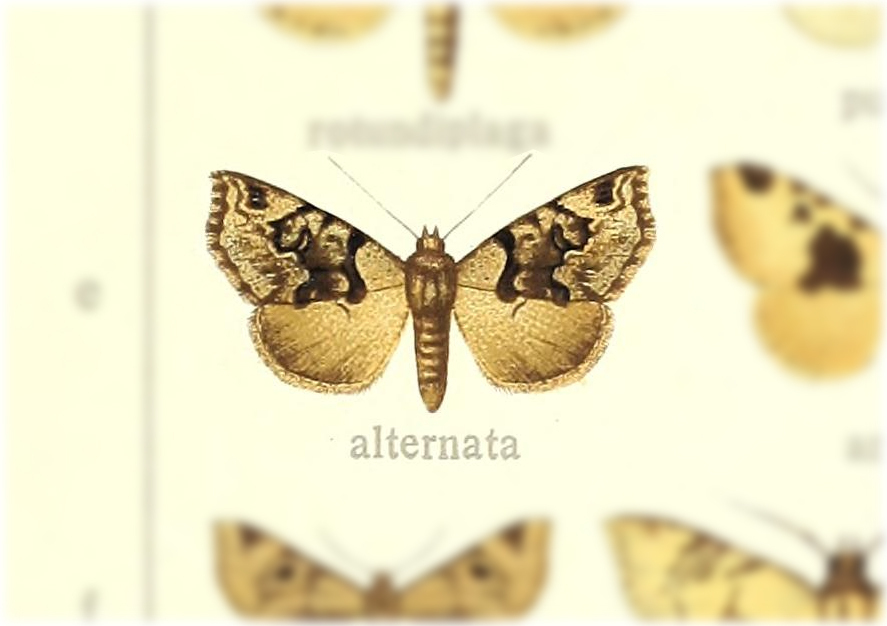 Marcipa alternata