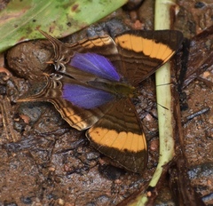 Marpesia corinna