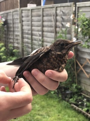 Turdus merula