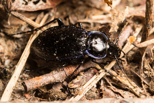 Serrate-shoulder Worm and Slug Hunter photo 2