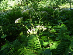 Valeriana pyrenaica