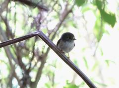 Petroica macrocephala toitoi
